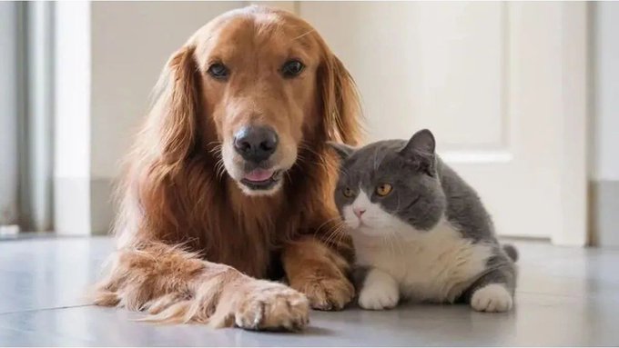 ¿Son realmente seguros para tus mascotas los chips de rastreo?