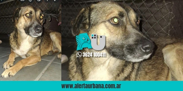 Encontraron a una dócil perrita extraviada en la zona del Autódromo 