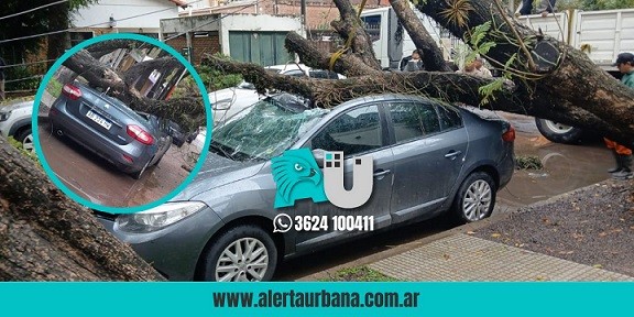 Un árbol aplastó a un vehículo en pleno microcentro de Resistencia