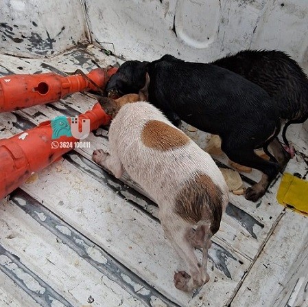 Makallé: Tres cachorros abandonados en la ruta fueron rescatados y ahora tienen familia 
