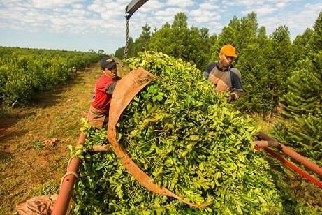 Por primera vez en la historia Corrientes superó a misiones en la producción de yerba mate 
