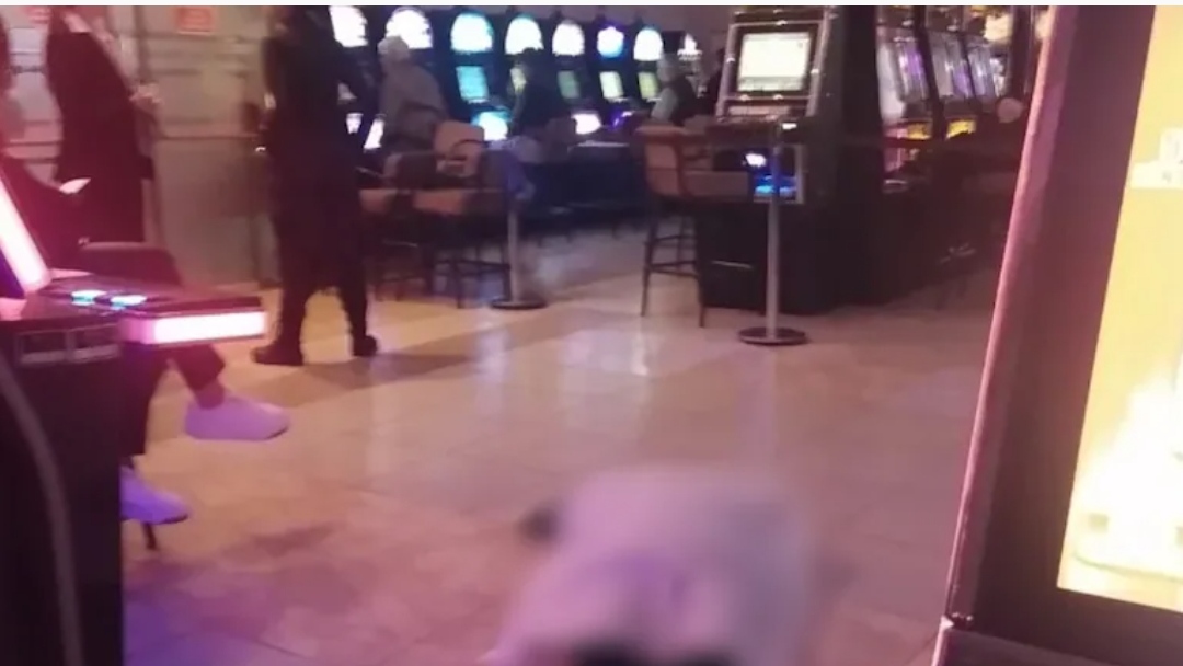 Indignación en Mar del Plata: una mujer murió en un bingo y los jugadores siguieron apostando junto al cuerpo