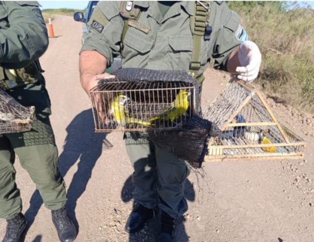       A solo 9 días de ser descubierto, condenan a prisión en suspenso a cazador de aves