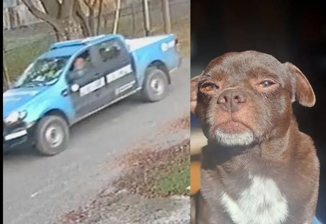 Denuncian que un patrullero arrolló y abandonó a un perro en La Plata