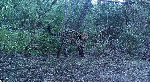 Un nuevo yaguareté se fotografió en el parque nacional Río Pilcomayo en Formosa