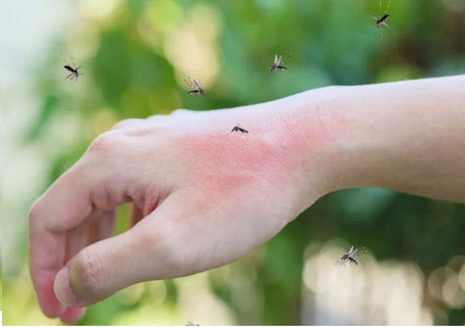 Abundan los mosquitos y desde Salud piden reforzar la prevención del dengue