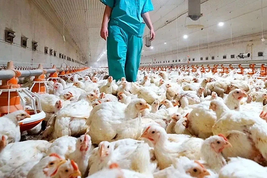   Por casos de gripe aviar, suspenden importación de pollos de Brasil