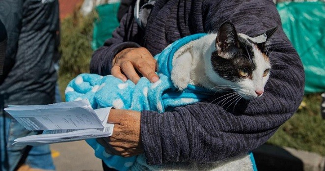 Vilelas: Este sábado se organiza una jornada de castración de perros y gatos