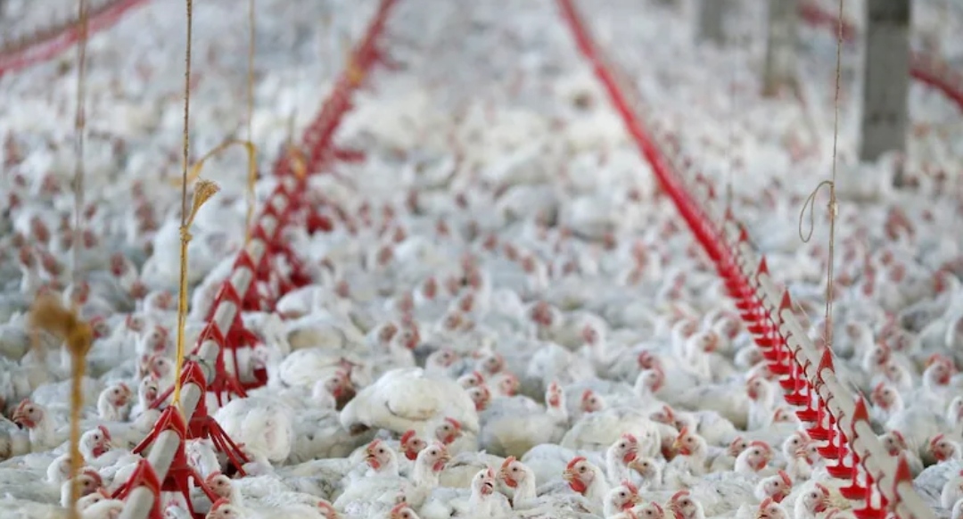 Argentina suspendió las importaciones de pollo desde Brasil por un brote de gripe aviar