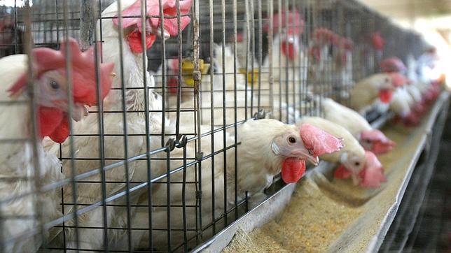 Argentina suspende importaciones de pollo desde Brasil por brote de gripe aviar en Rio Grande do Sul
