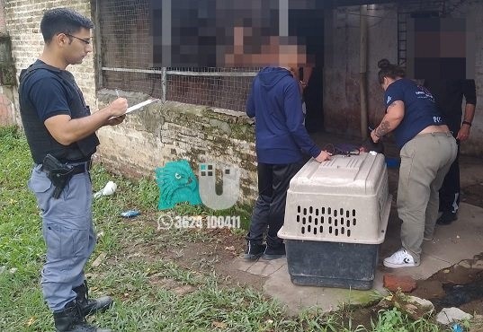 Una perrita fue rescatada del maltrato en Fontana   