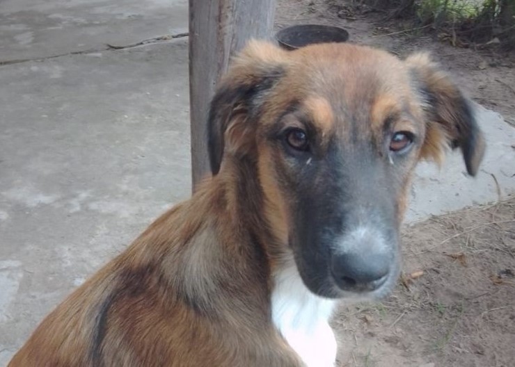   Corrientes: analizan un posible caso de zoofilia contra una perra