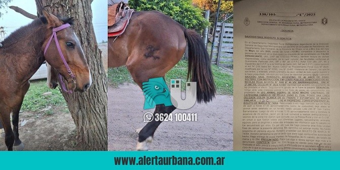 Apela a la comunidad para que lo ayuden a encontrar a su caballo