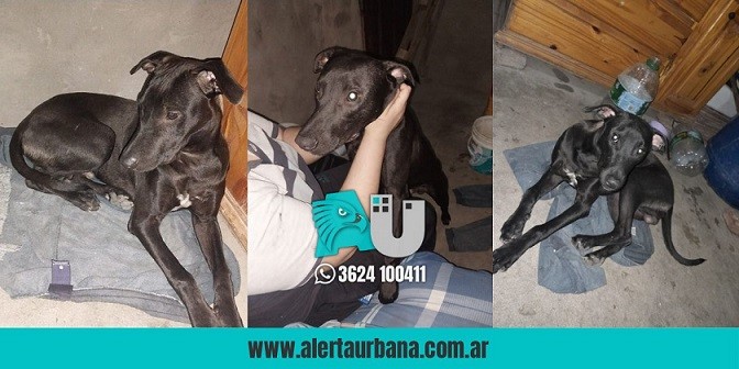 Trata de encontrar al dueño de un perrito extraviado