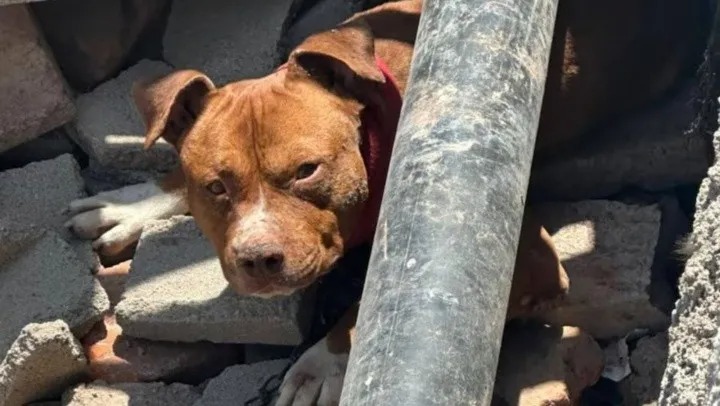 Mendoza: lo mordió un pitbull, reclamó a la dueña pero terminó apuñalado