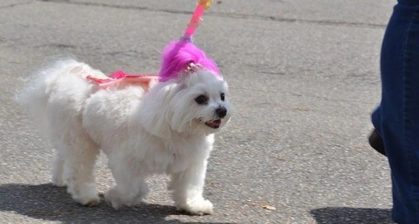 Organizan un desfile de mascotas este sábado en Fontana 