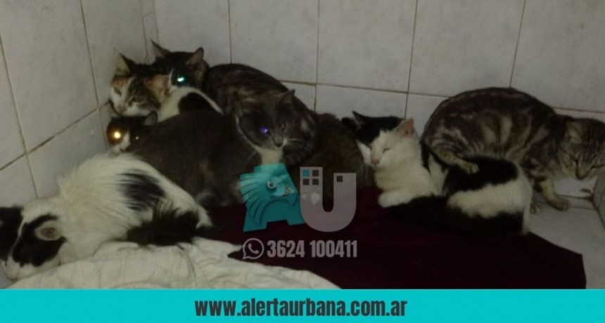 Esquina: Rescataron a 20 animales que vivían hacinados
