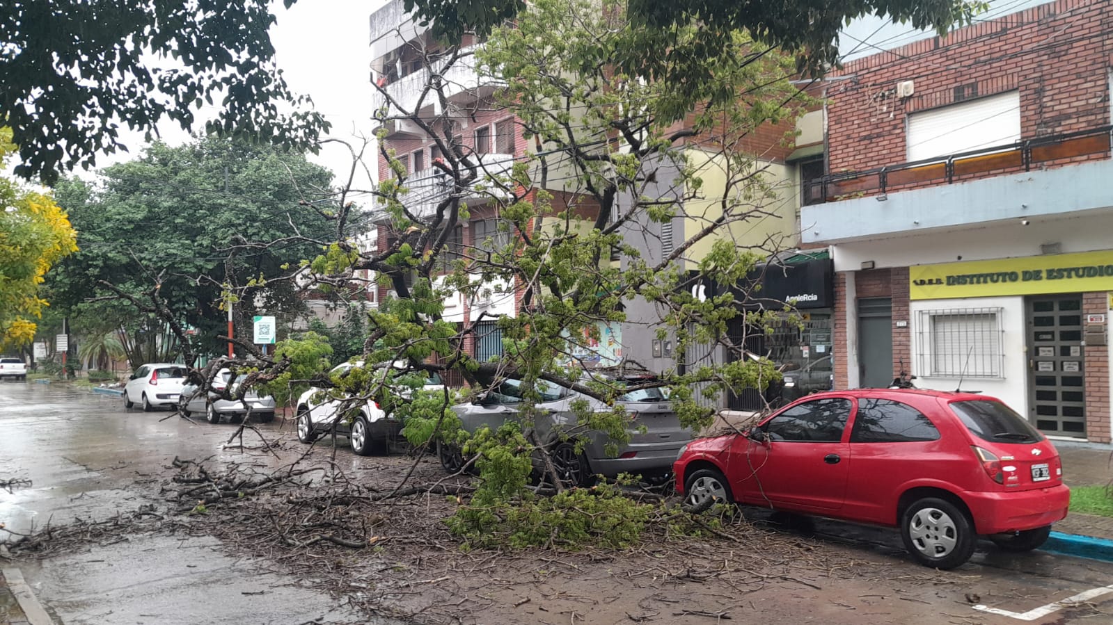 Vehículos destrozados por la caída de un árbol en pleno centro