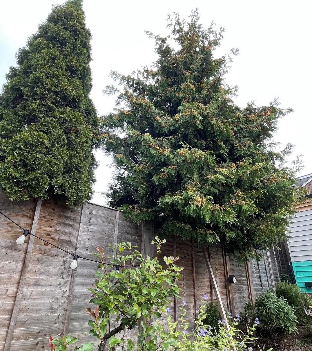 ¿Puedo cortar las ramas del árbol de mi vecino si invaden mi casa? 