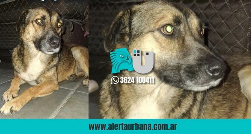 Encontraron a una dócil perrita extraviada en la zona del Autódromo 