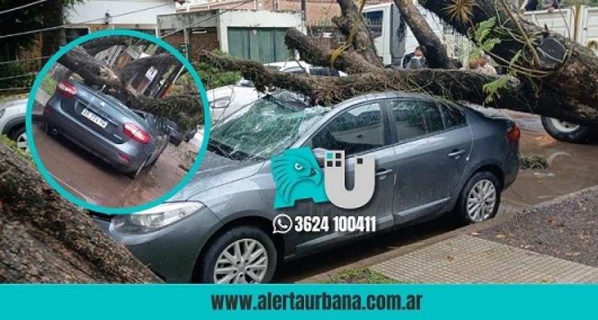 Un árbol aplastó a un vehículo en pleno microcentro de Resistencia