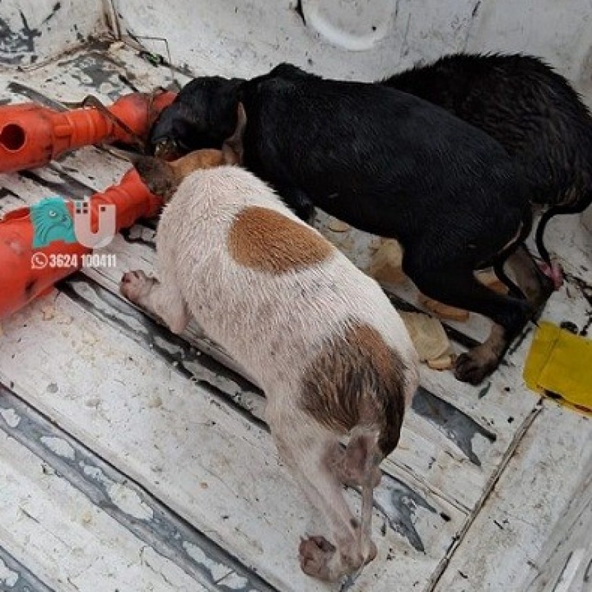 Makallé: Tres cachorros abandonados en la ruta fueron rescatados y ahora tienen familia 