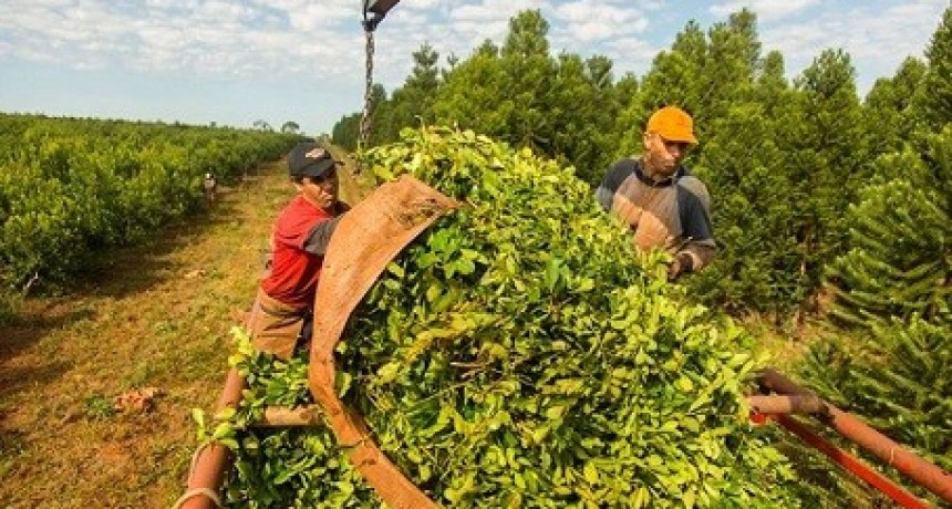 Por primera vez en la historia, Corrientes superó a misiones en la producción de yerba mate 