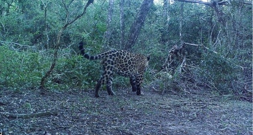 Un nuevo yaguareté se fotografió en el parque nacional Río Pilcomayo en Formosa