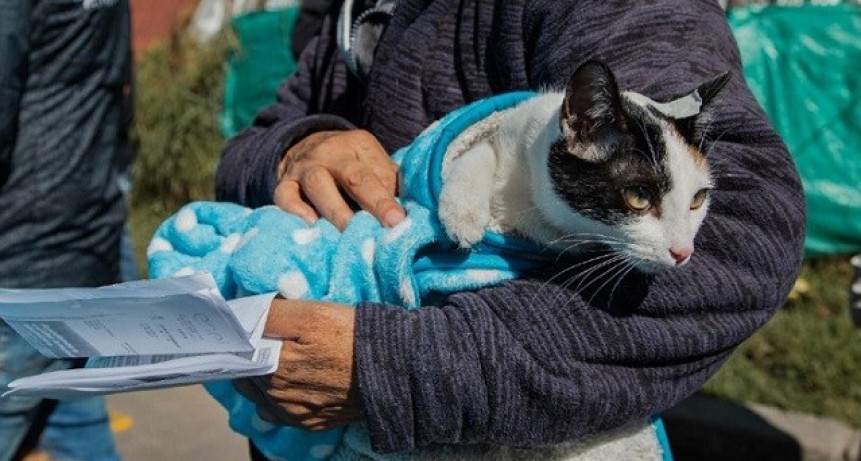 Vilelas: Este sábado se organiza una jornada de castración de perros y gatos