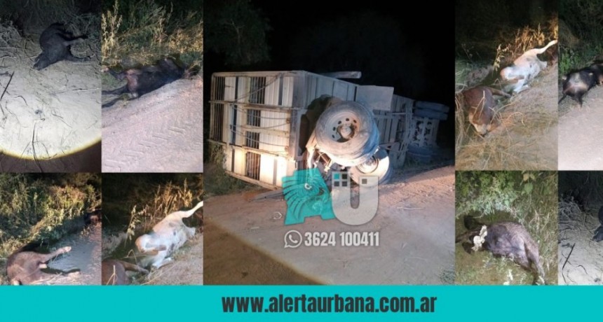 Taco Pozo: volcó un camión con animales vacunos  