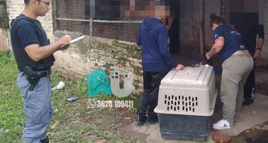 Una perrita fue rescatada del maltrato en Fontana   