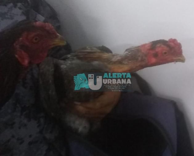 Siete hombres detenidos por realizar una pelea de gallos en Pampa del Infierno.