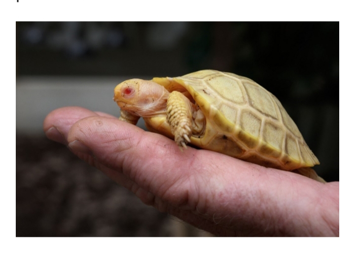 Nació la primera tortuga gigante de Galápagos albina vista hasta la fecha