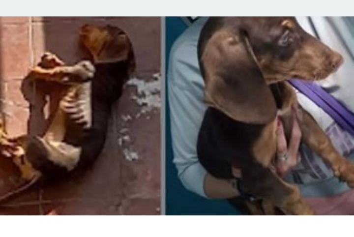 Tucumán: la Justicia rescató un perro salchicha desnutrido y deshidratado