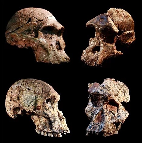 Los Australopithecus son un millón de años más antiguos de lo que se pensaba
