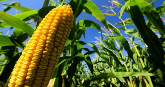 Autorizan dos nuevos maíces genéticamente modificado