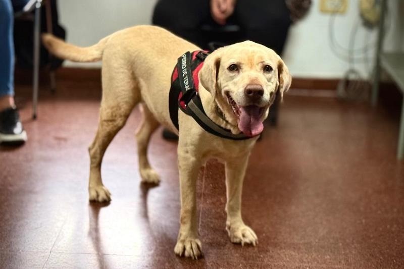 En Misiones usarán perros para atenuar ansiedad de niños en salas de espera  