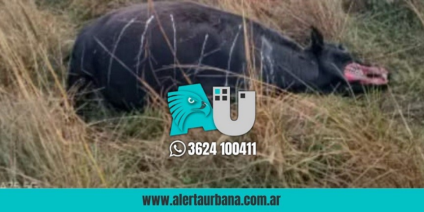 Corrientes: Misterio por el hallazgo de un vacuno mutilado y que no sangraba