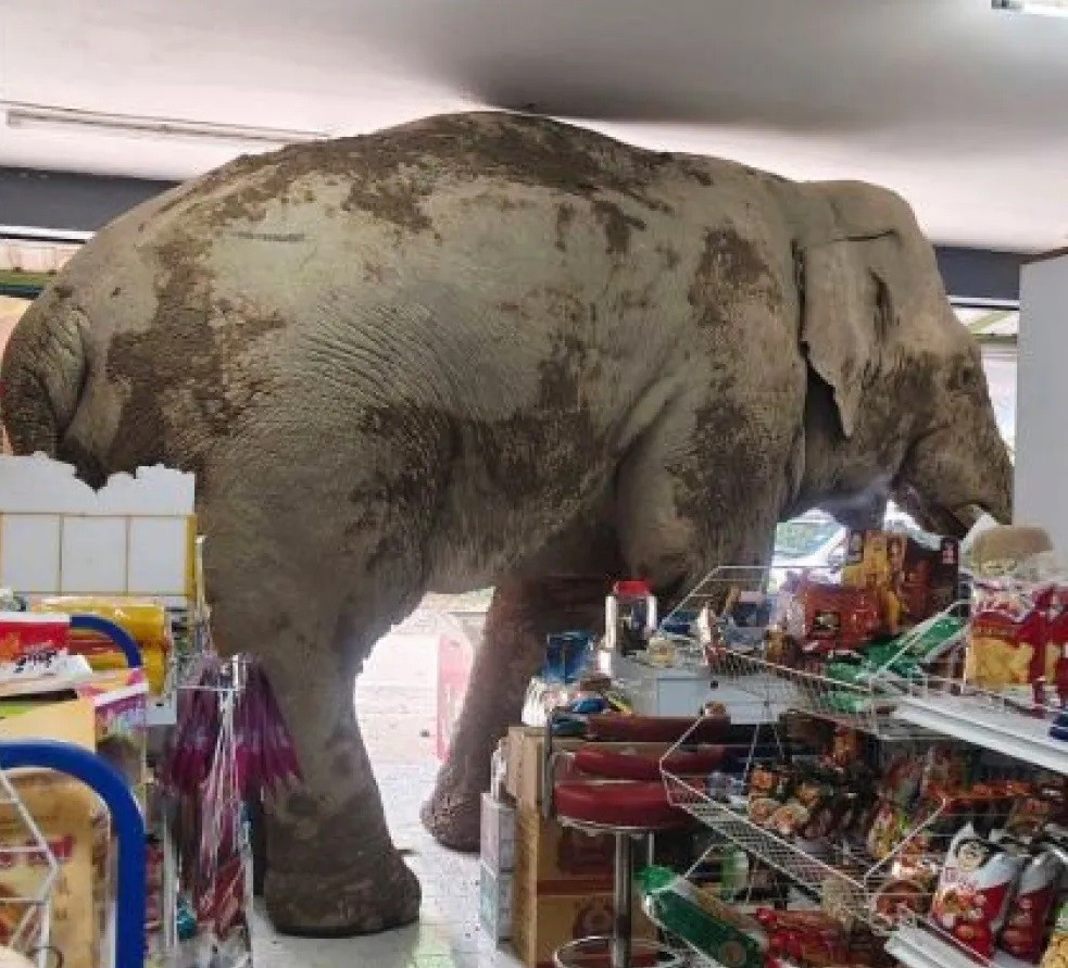 Insólito: Un elefante tailandés entró en un supermercado buscando comida