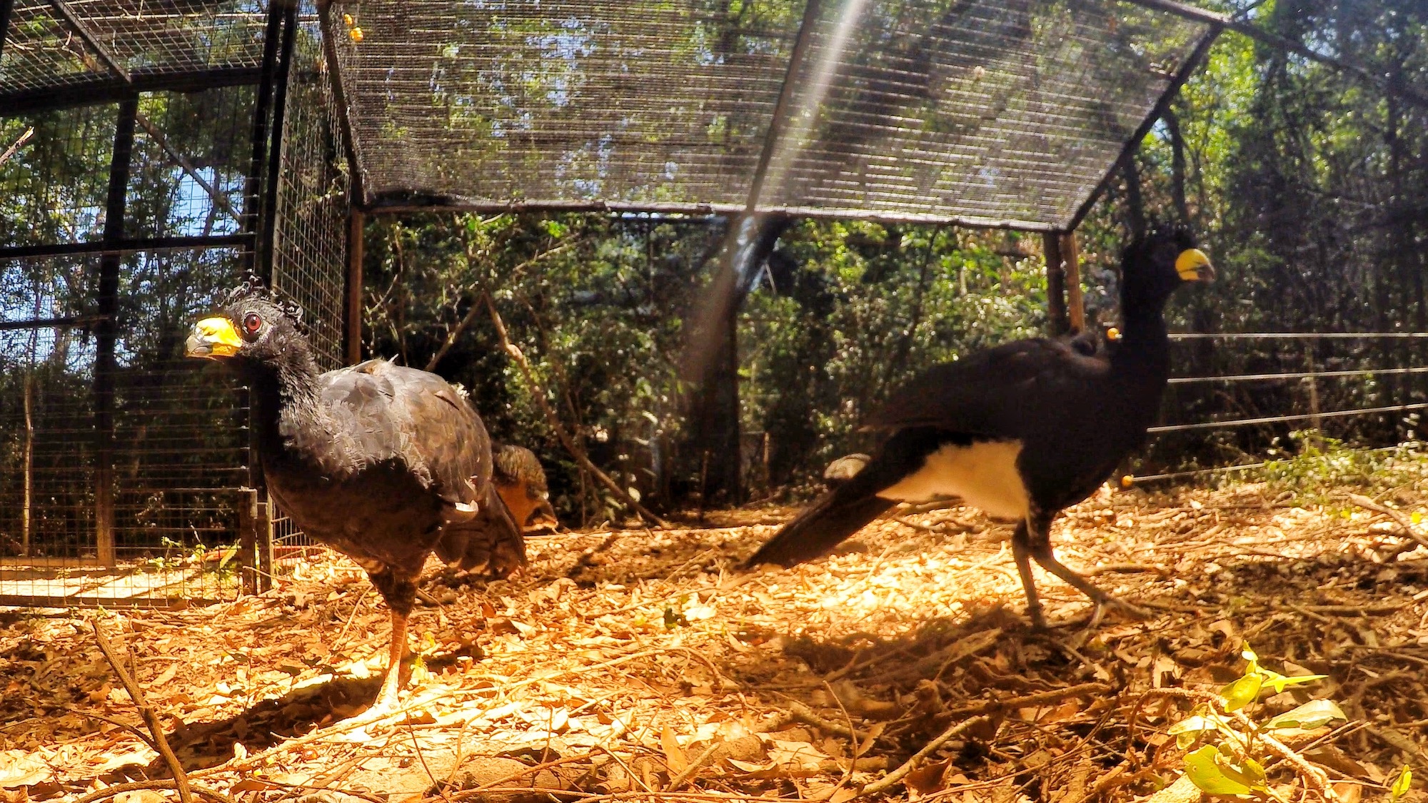 Rescatan más de 100 aves en Chaco y desbaratan posible red de tráfico de fauna 
