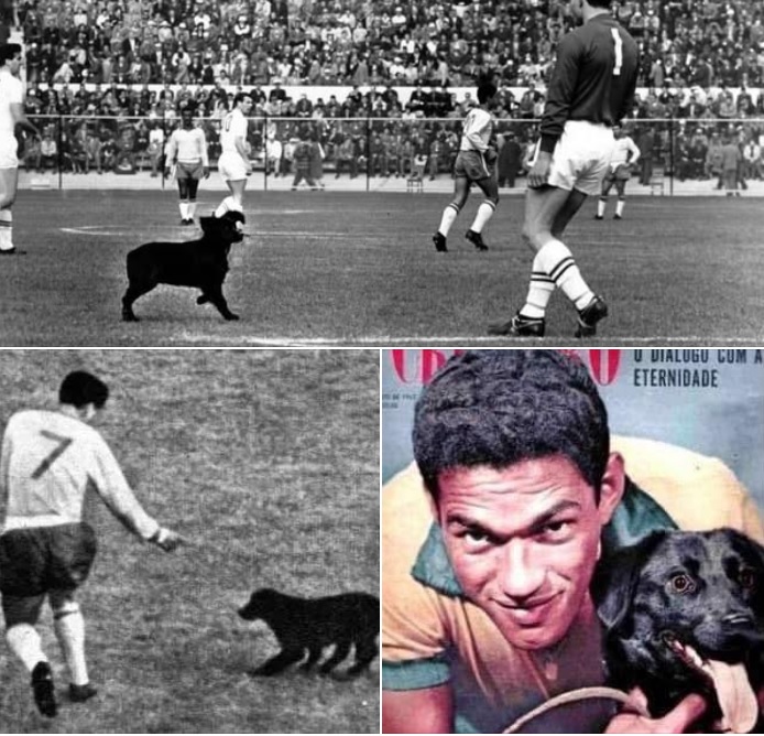La increíble historia del perrito que meó la camiseta de Inglaterra