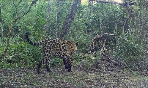 Invitan a ponerle nombre al nuevo yaguareté fotografiado en el parque Pilcomayo