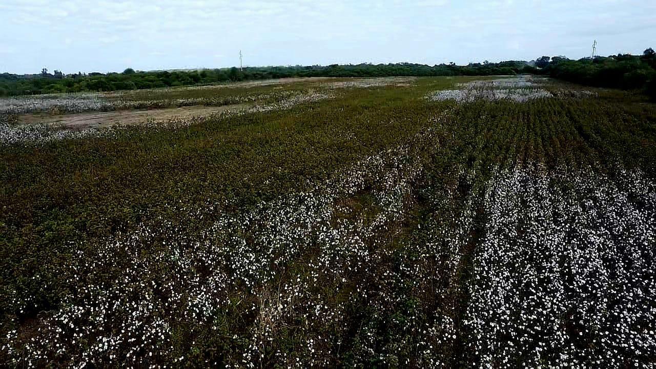 El Gobierno del Chaco verifica lotes algodoneros asistidos en la campaña 2024/2025 