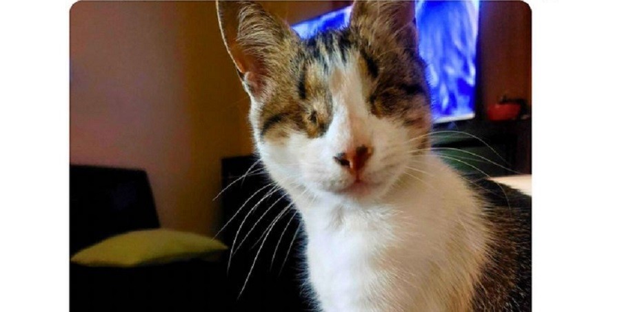 Se ofrece recompensa a quien encuentre a una gata extraviada