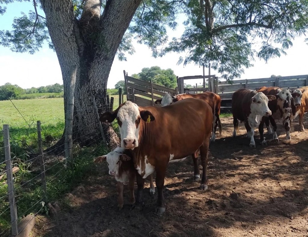 Makallé asesora a productores rurales sobre marcas y señales de animales