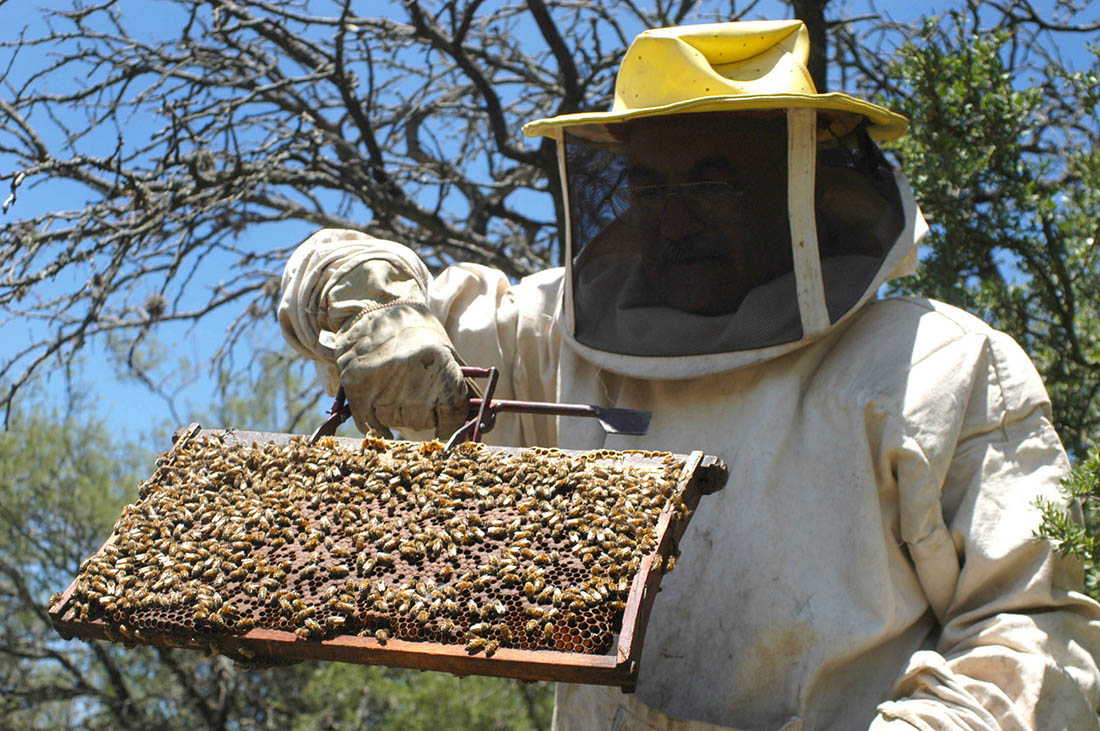  Día Nacional del Apicultor: por qué se celebra cada 21 de junio