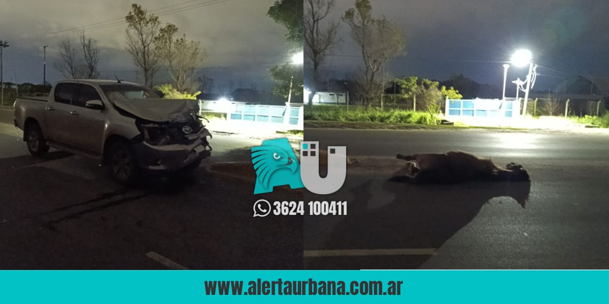 A bordo de una Hilux, atropelló una yegua suelta en la Sabin 
