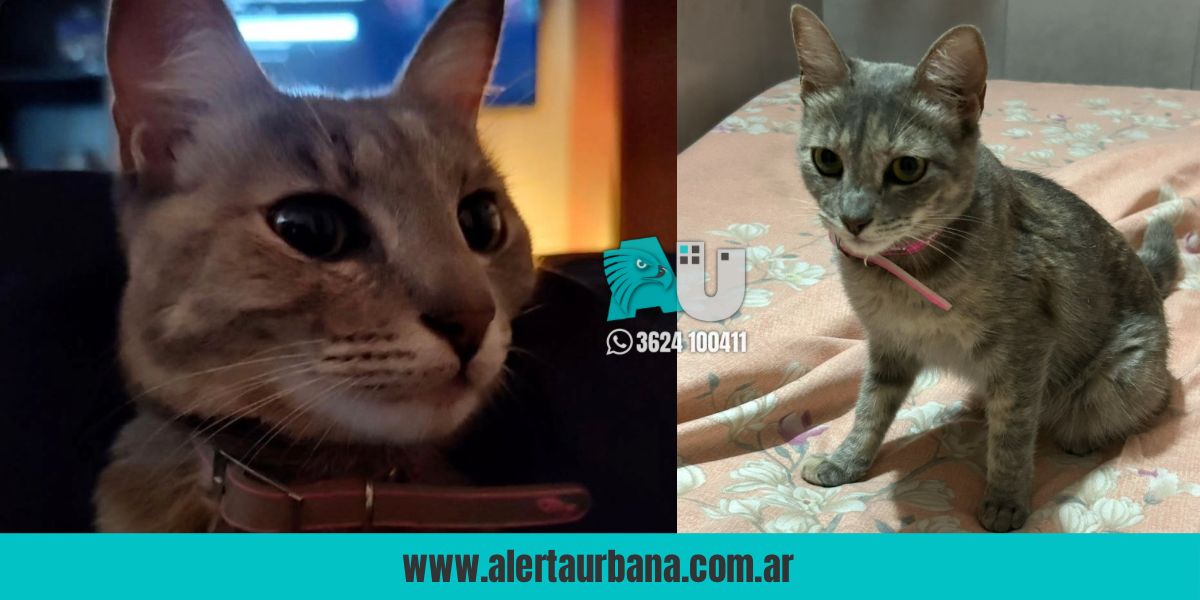  Ayudános a encontrar a Mimi, un niño la espera en su casa