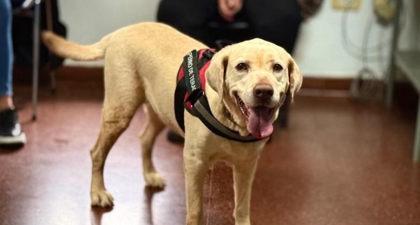 En Misiones usarán perros para atenuar ansiedad de niños en salas de espera  