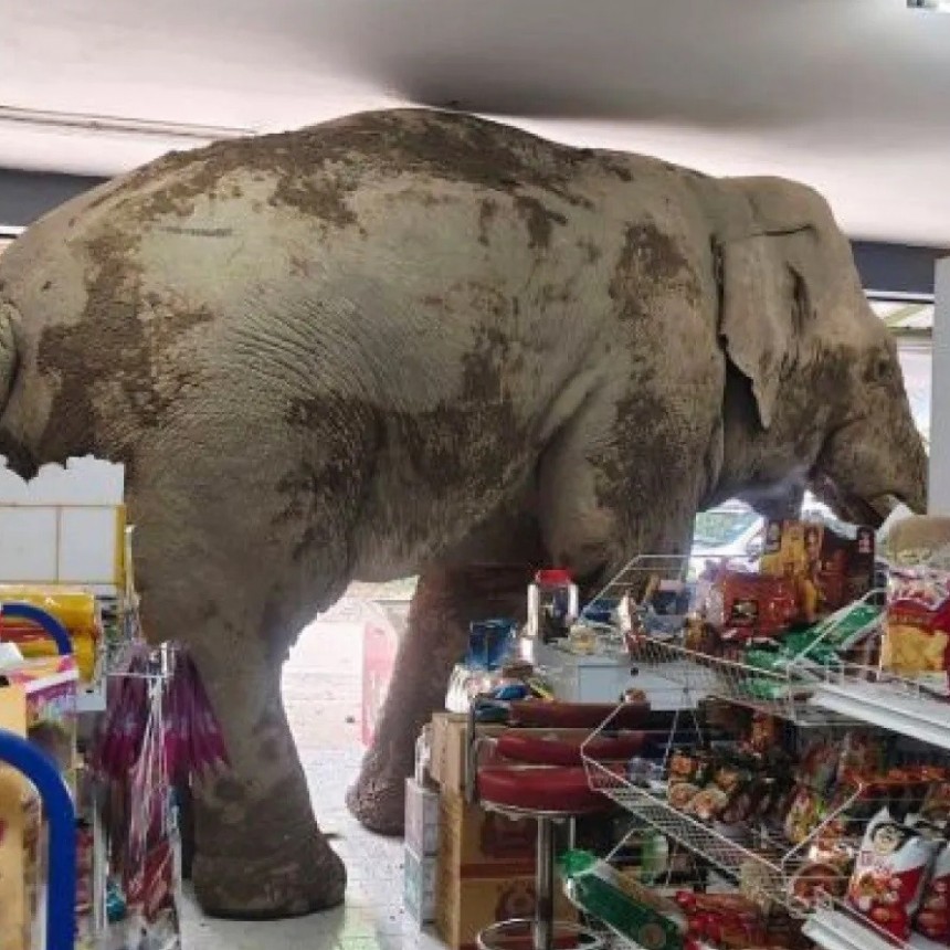 Insólito: Un elefante tailandés entró en un supermercado buscando comida